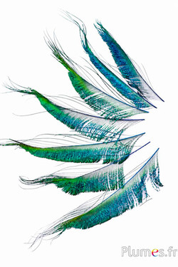 Pauw blauw zwaard - 18-22 cm - turquoise